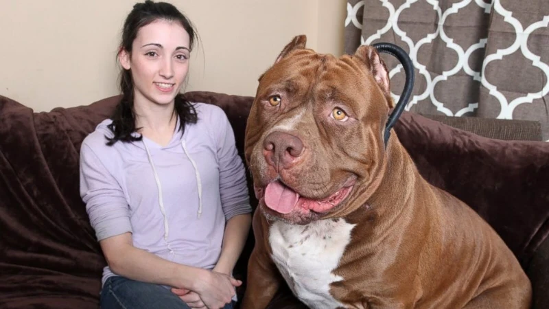 25 Dog Breeds Experts Warn May Be Too Dangerous For Your Home