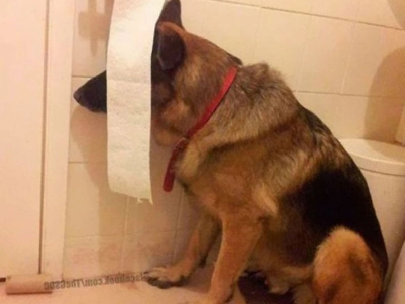 20 Dogs Convinced They've Found the Perfect Hiding Spot