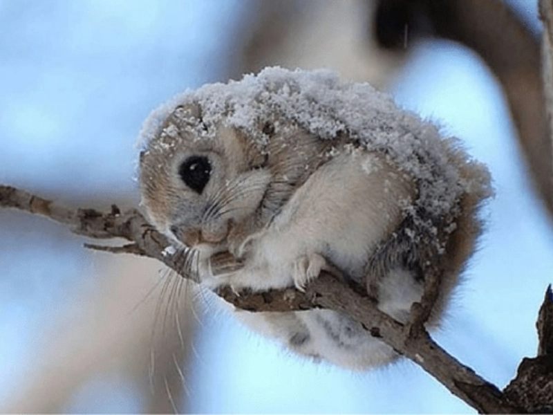 20 Heartwarming Animal Photos Sure to Brighten Your Mood