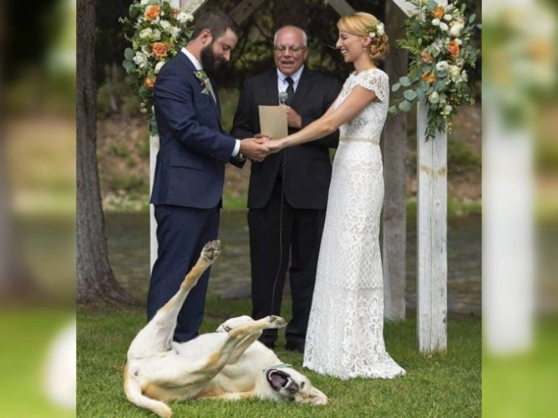 25 Odd Wedding Photos Sure to Make You Laugh