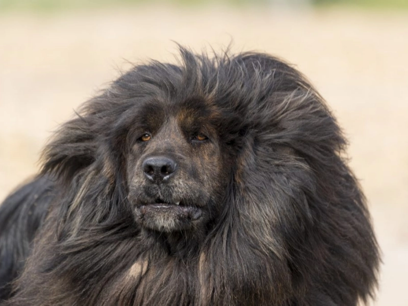 38 of the World's Most Dangerous Dog Breeds You Should Know