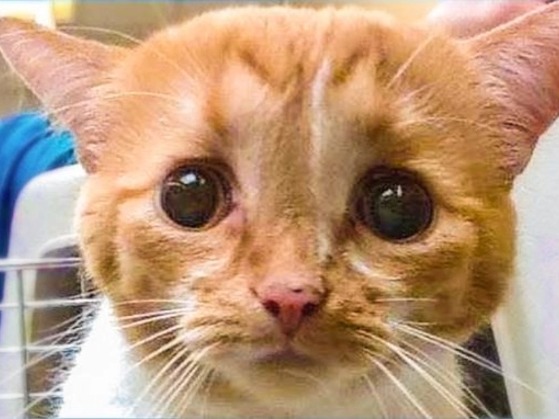 18 Magical Photos of Animals Finding Forever Homes
