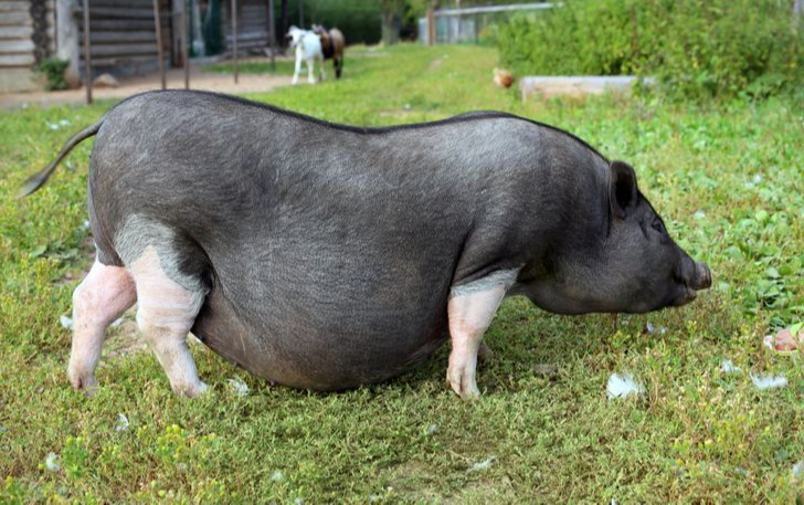 8 Fascinating Animal Pregnancy Before and After Changes