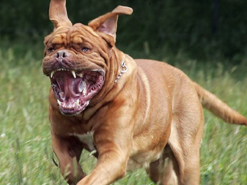 The Most Dangerous Dog Breeds Ranked