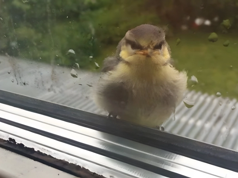 Priceless Pet Moments Showing Who's Actually Boss