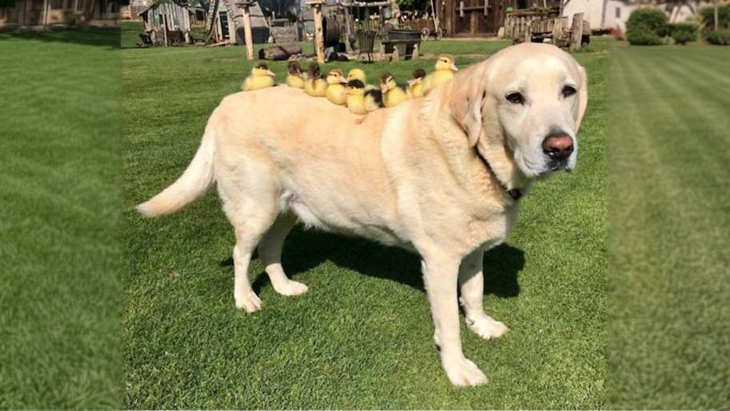 9 Tender Animal Pictures That Invite a Hug