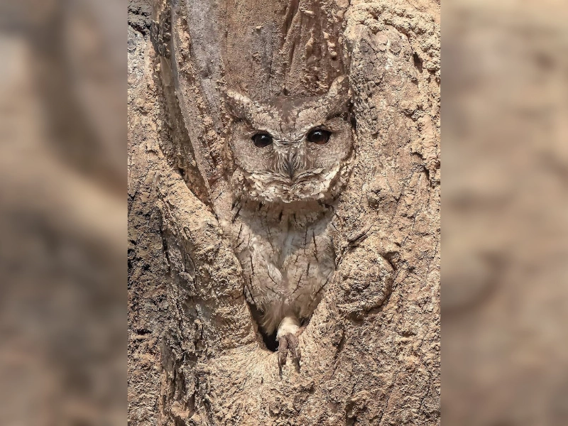 30 Hilarious Hide & Seek Camouflage Fails