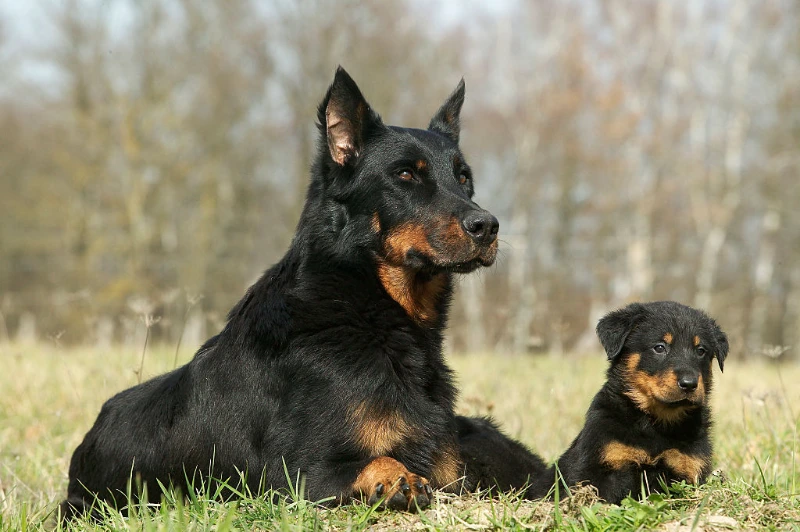 20 Loyal Dog Breeds That Protect You Fearlessly