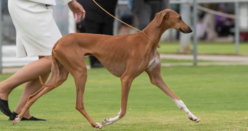 20 Ultra-Rare Dog Breeds You've Probably Never Seen