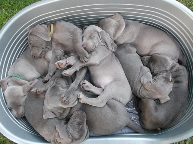 Firefighters Save Puppies—Then Make a Shocking Mistake